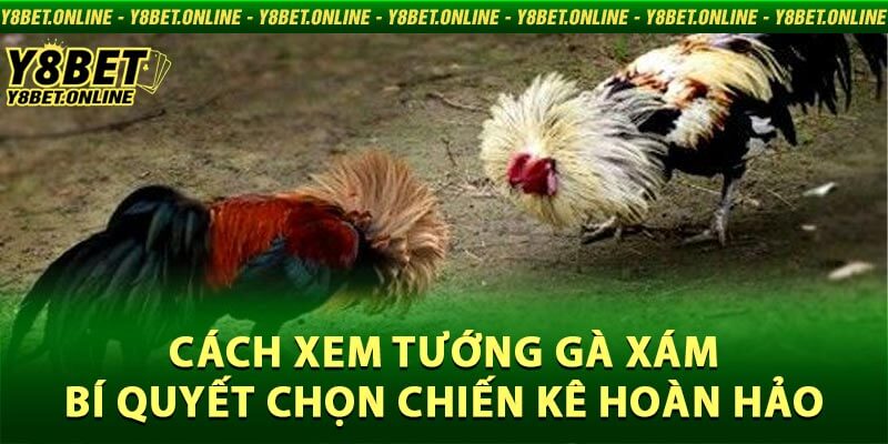 Cách Xem Tướng Gà Xám - Bí Quyết Chọn Chiến Kê Hoàn Hảo