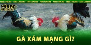 Gà Xám Mạng Gì?