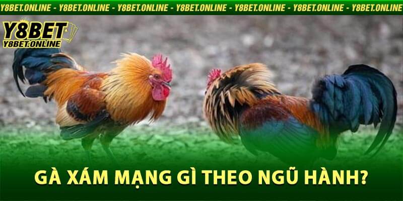 Gà Xám Mạng Gì Theo Ngũ Hành?